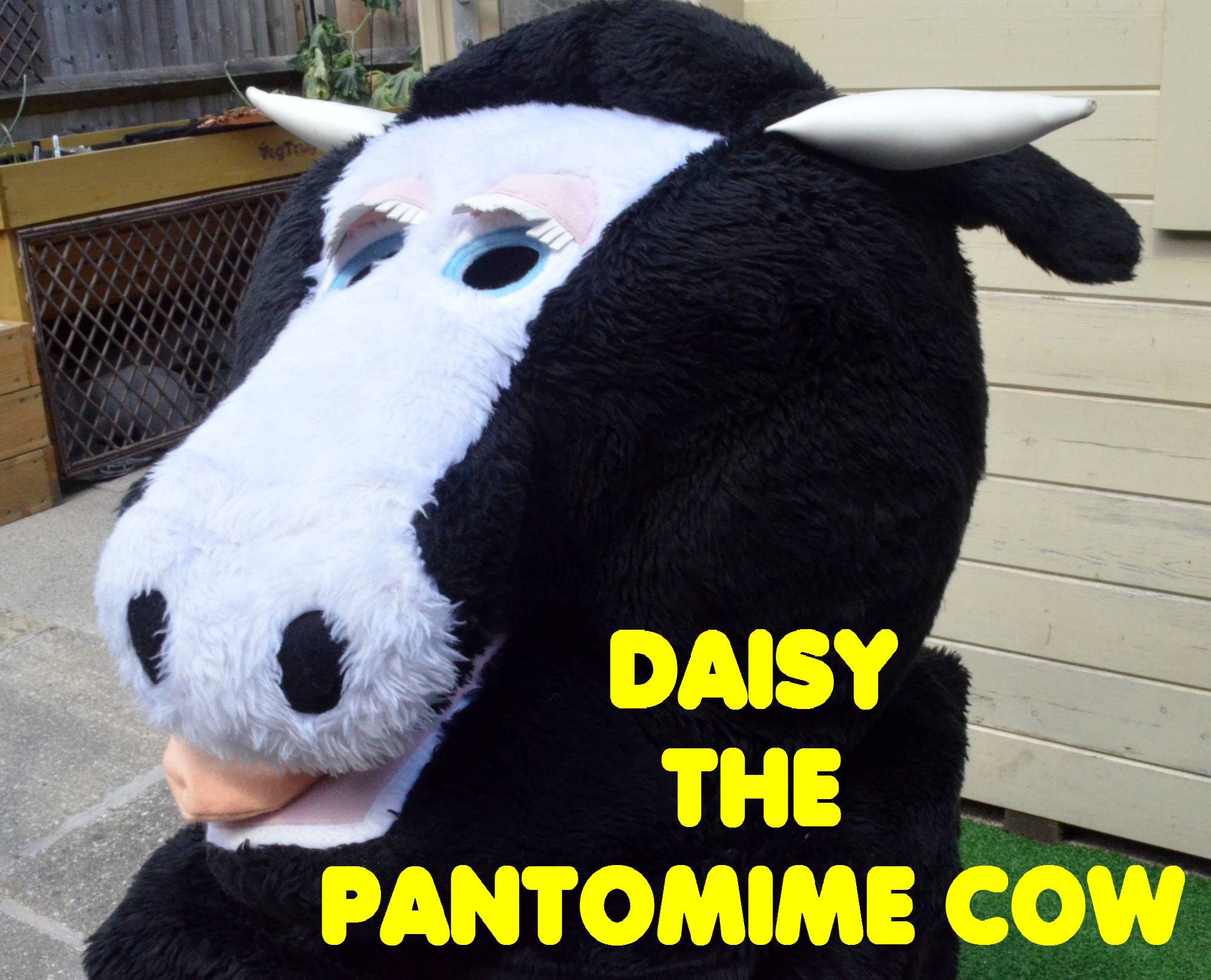 Daisy the cow